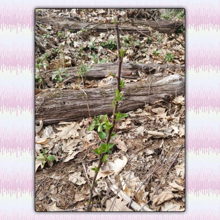 plant image 1461584 plant image 1461584