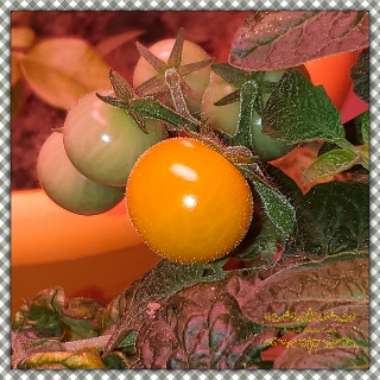 Solanum lycopersicum  syn. Lycopersicon lycopersicum