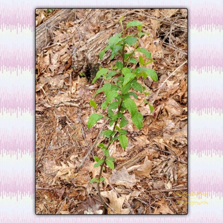 plant image 1471958 plant image 1471958