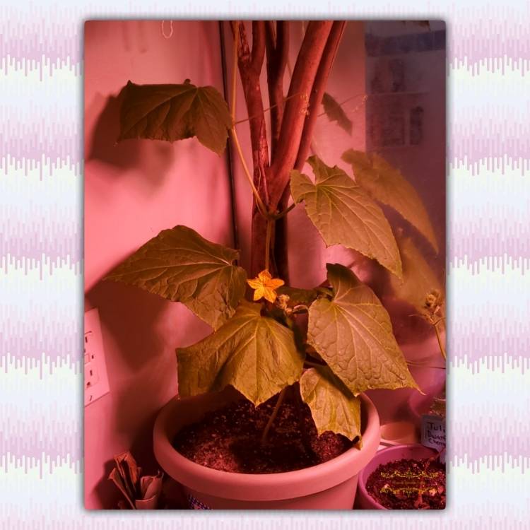 plant image 1475846 plant image 1475846