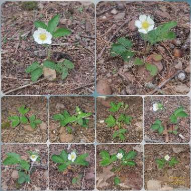 Fragaria x ananassa