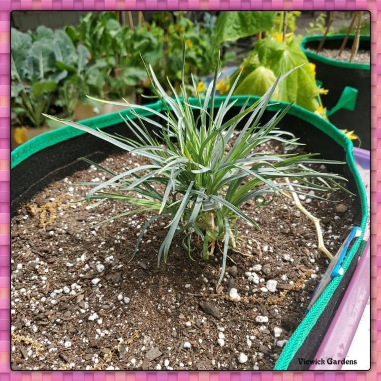 plant image 1482817