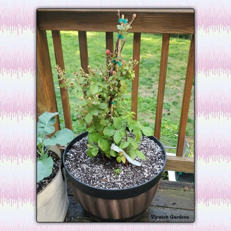 plant image 1485717