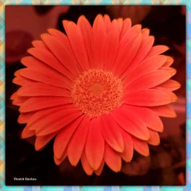 Gerbera