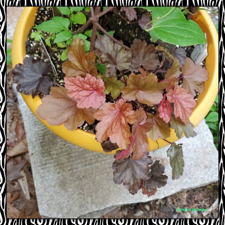 plant image 1497785
