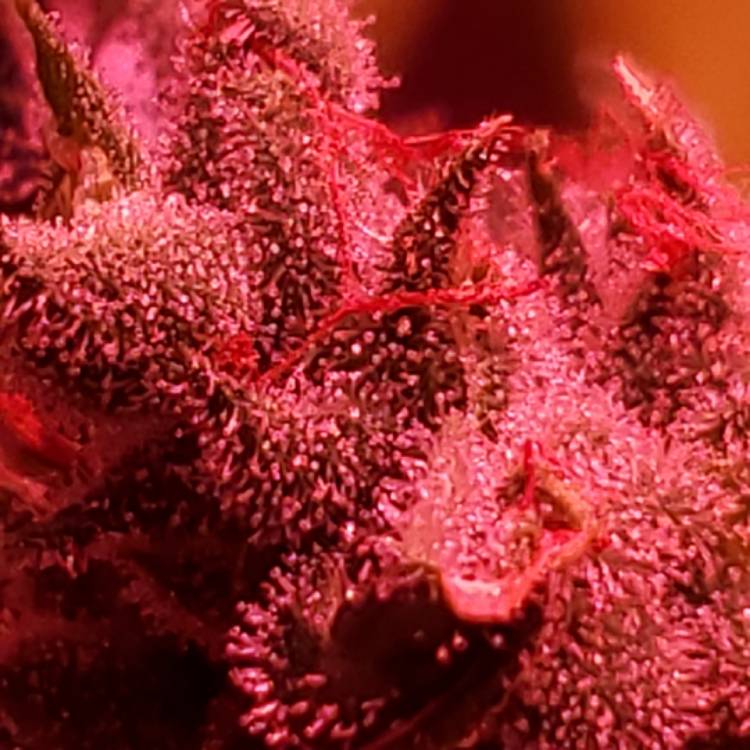 Plant image Cannabis sativa