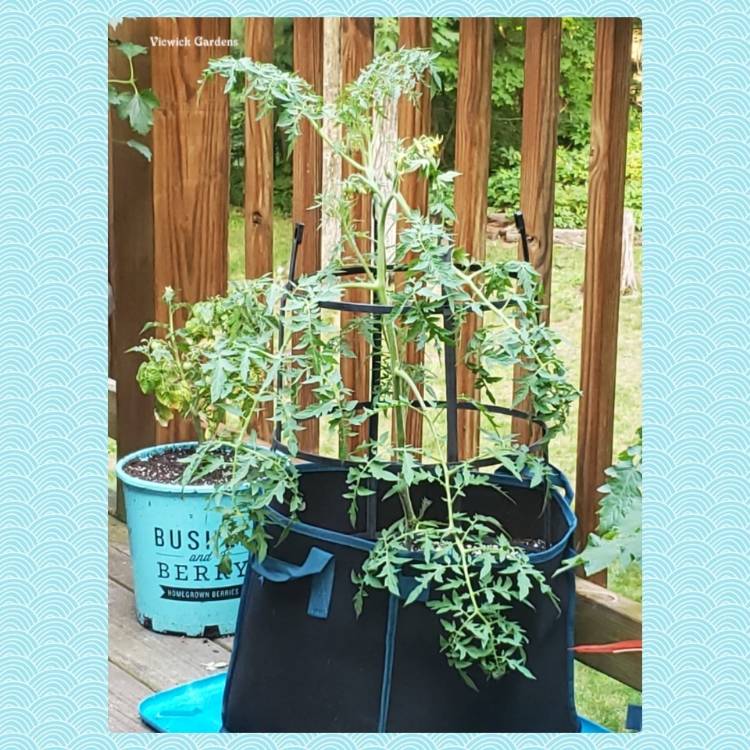 plant image 1501232