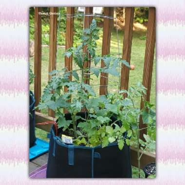 Solanum lycopersicum 'Honeycomb'