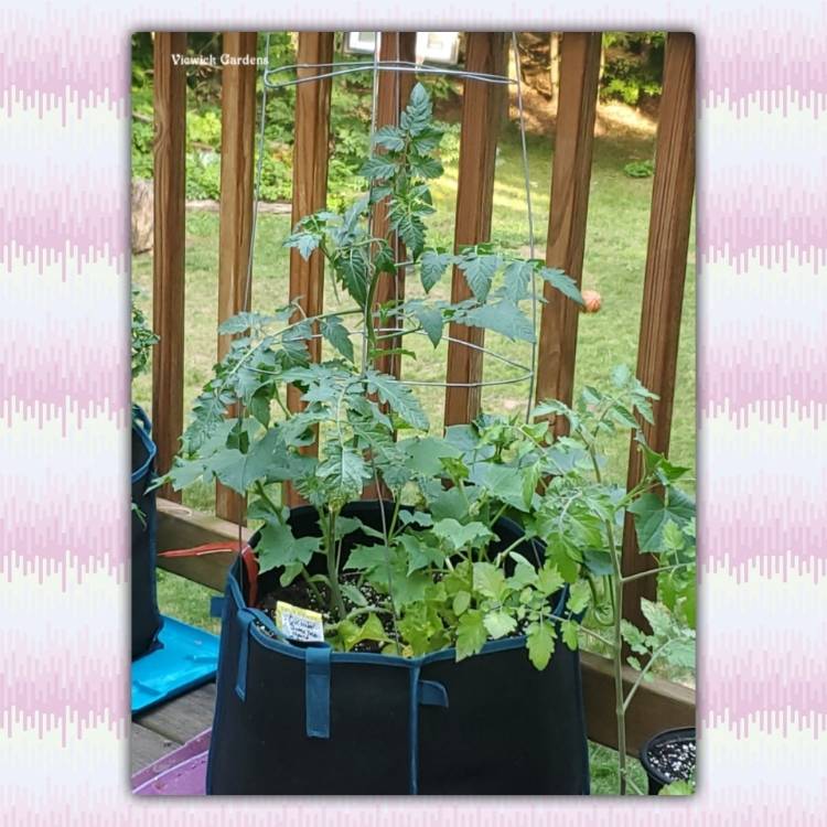 Plant image Solanum lycopersicum 'Honeycomb'