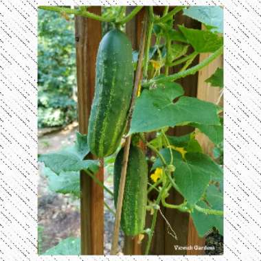 Cucumis sativus 'Straight Eight'