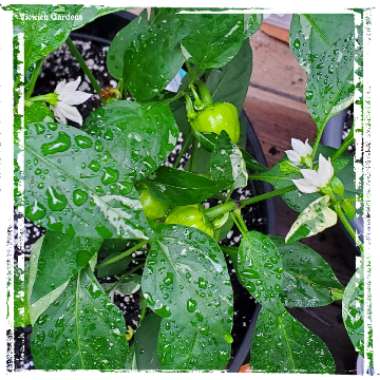 Capsicum annuum