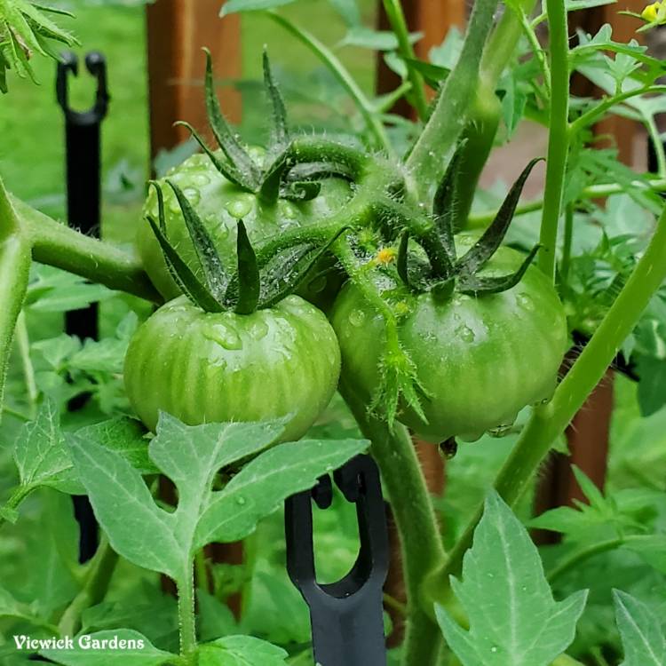 plant image 1505069