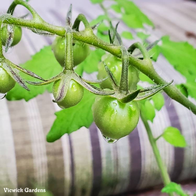 plant image 1505235
