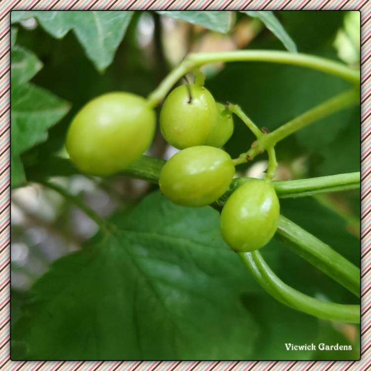 Plant image Viburnum trilobum