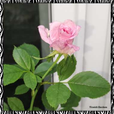 Rosa 'Jane Seymour'