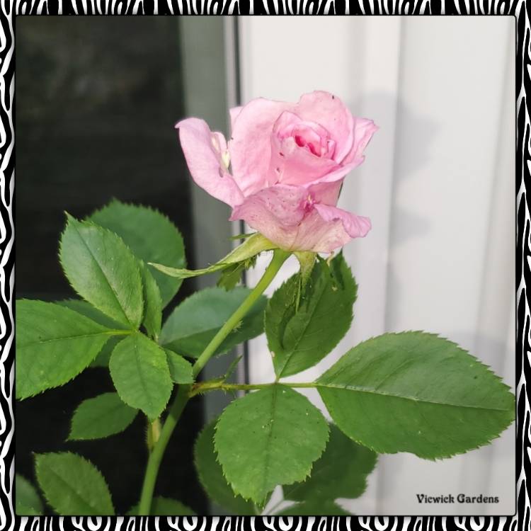 plant image 1508297