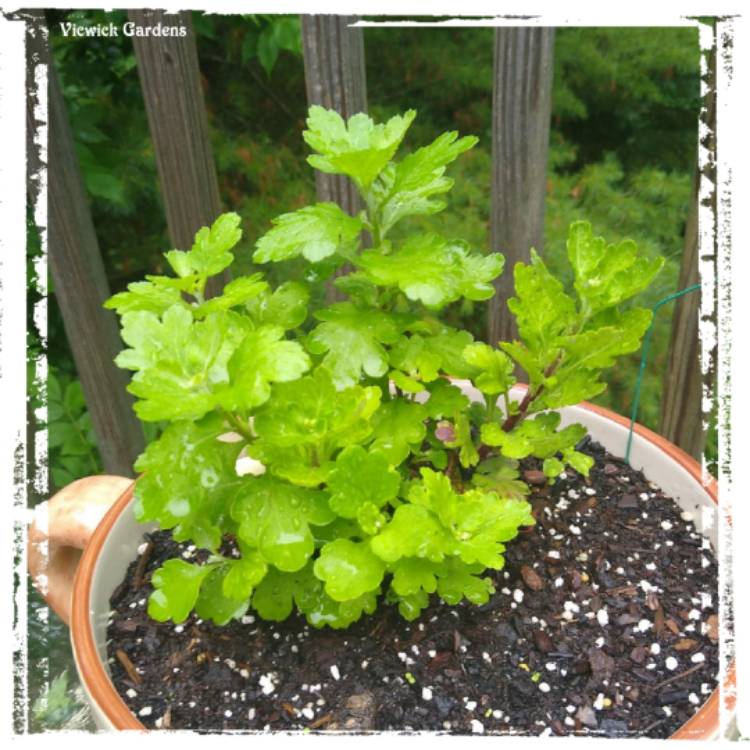 plant image 1508836 plant image 1508836