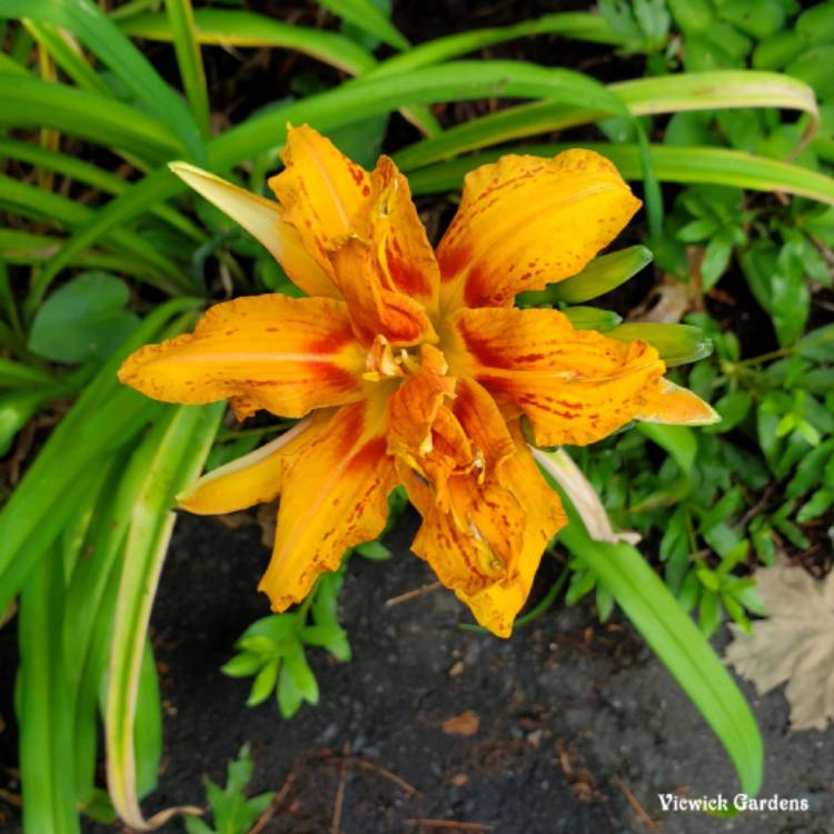 plant image 1509386 plant image 1509386