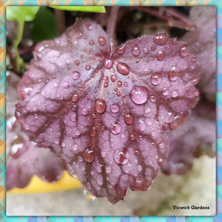 plant image 1509797