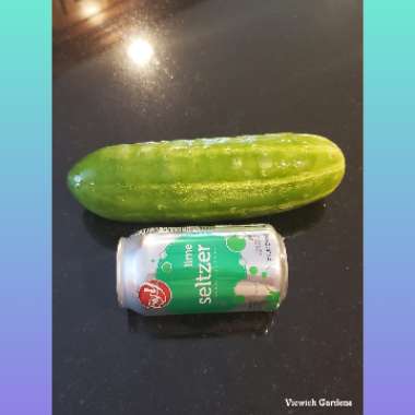 Cucumis sativus 'Straight Eight'