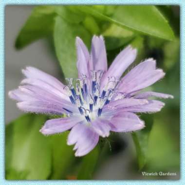 Cichorium Endivia
