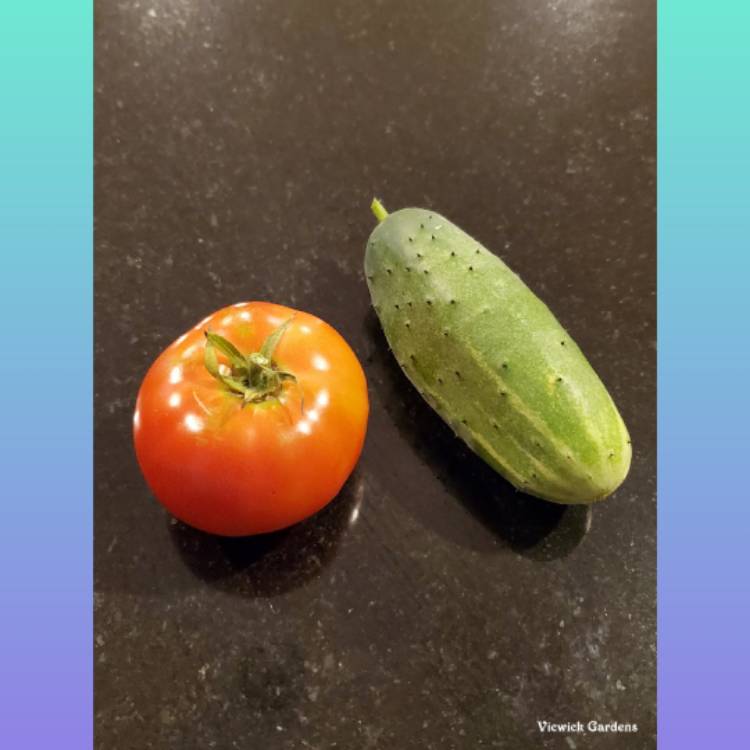 plant image 1516696