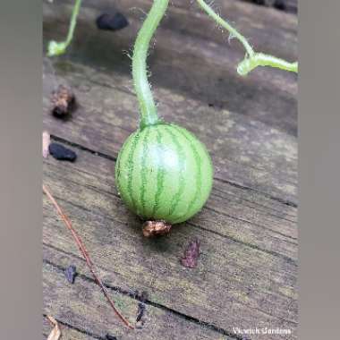 Citrullus Lanatus