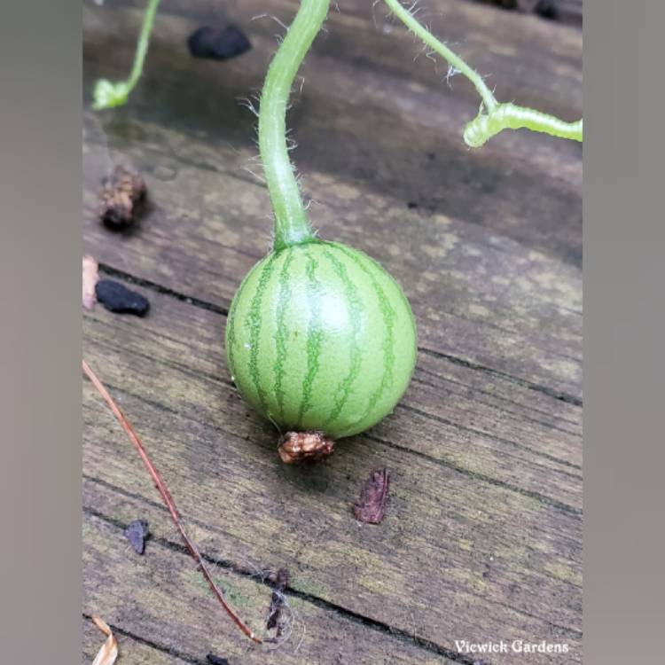 Plant image Citrullus Lanatus