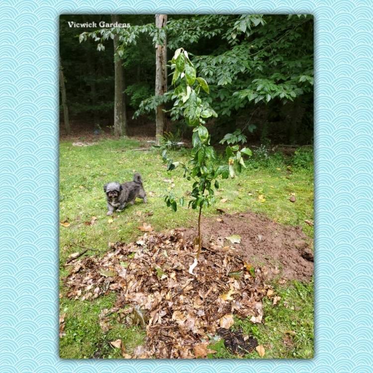 plant image 1536870