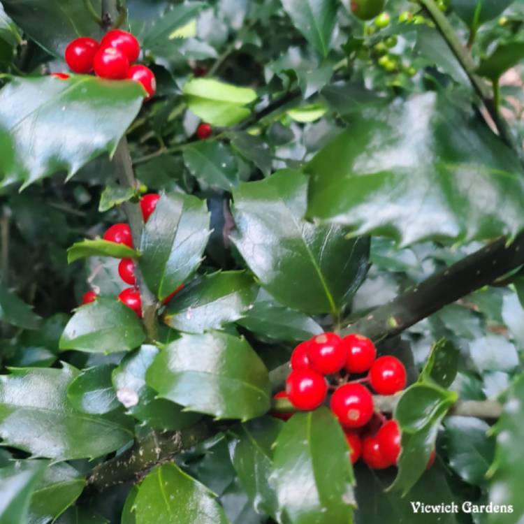 plant image 1539610