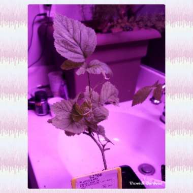 Rubus fruticosus 'Prime-Ark Freedom'