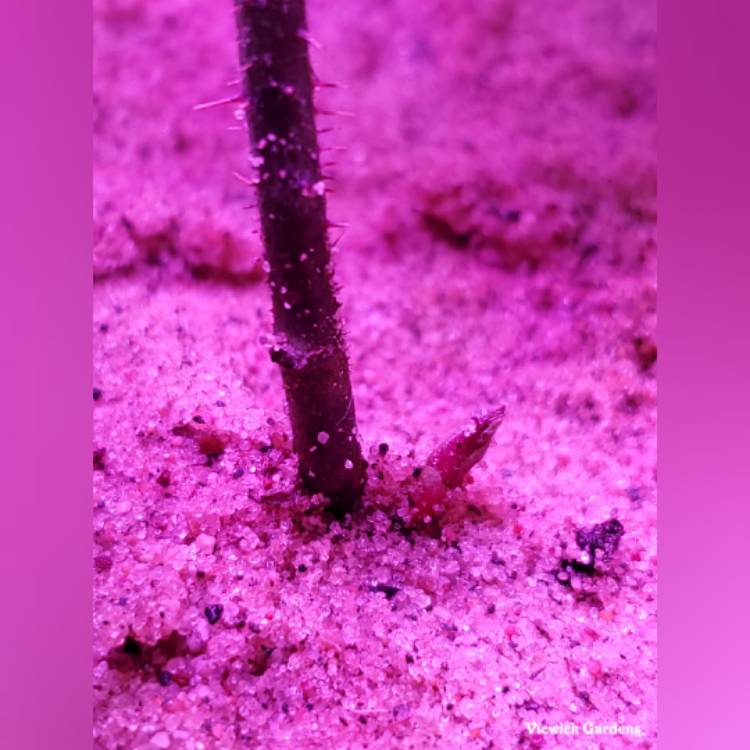 plant image 1546416