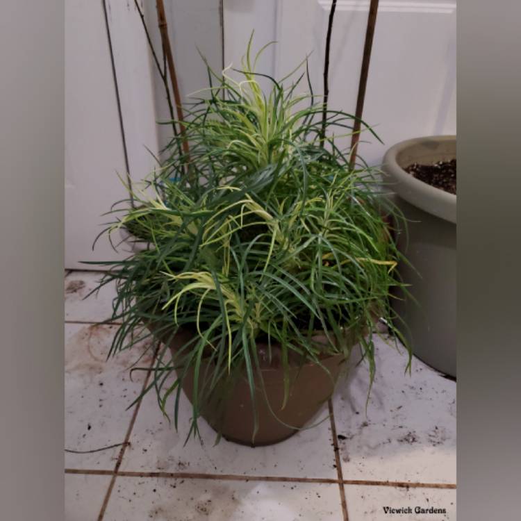 plant image 1549894