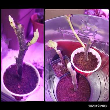 Ficus carica 'Chicago Hardy' syn. Ficus carica 'Chicago', Ficus carica 'Hardy Chicago'