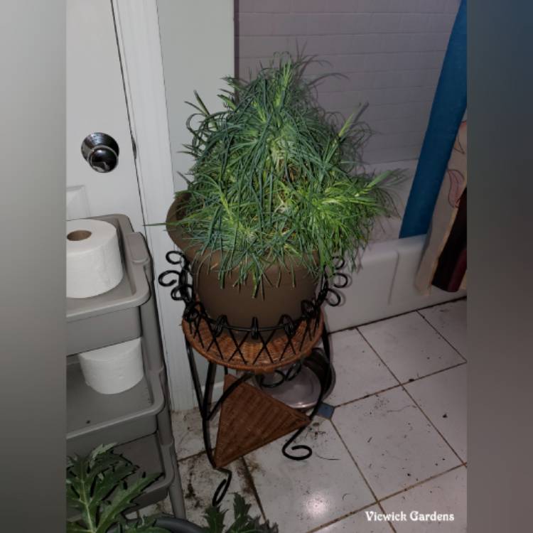 plant image 1553734