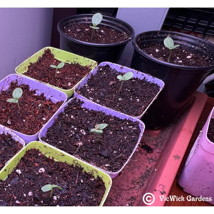 plant image 1559244