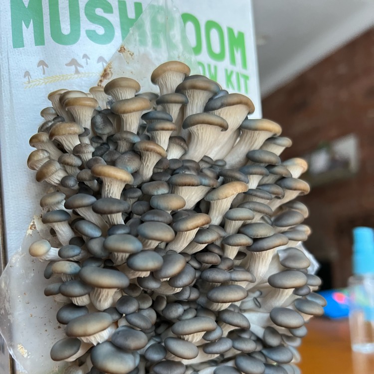 Plant image Pleurotus Ostreatus