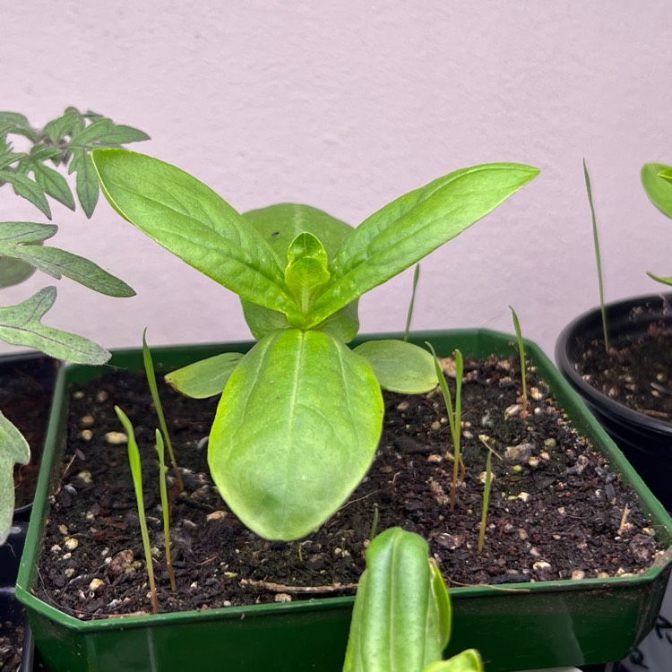 plant image 1563745