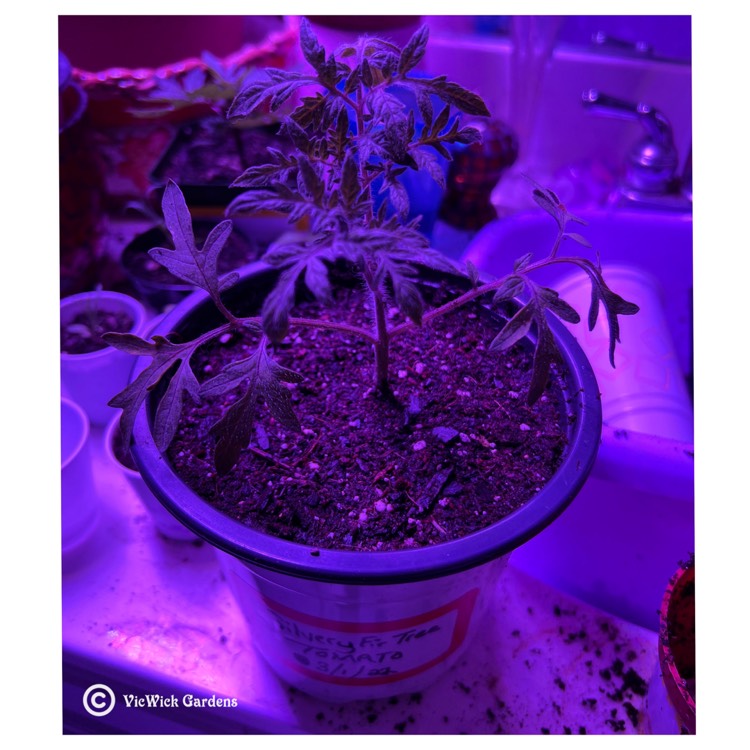 plant image 1564926