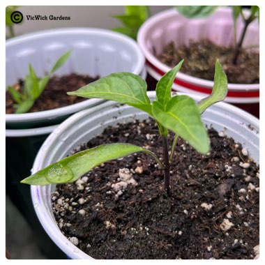 Capsicum 'Sweet Banana'