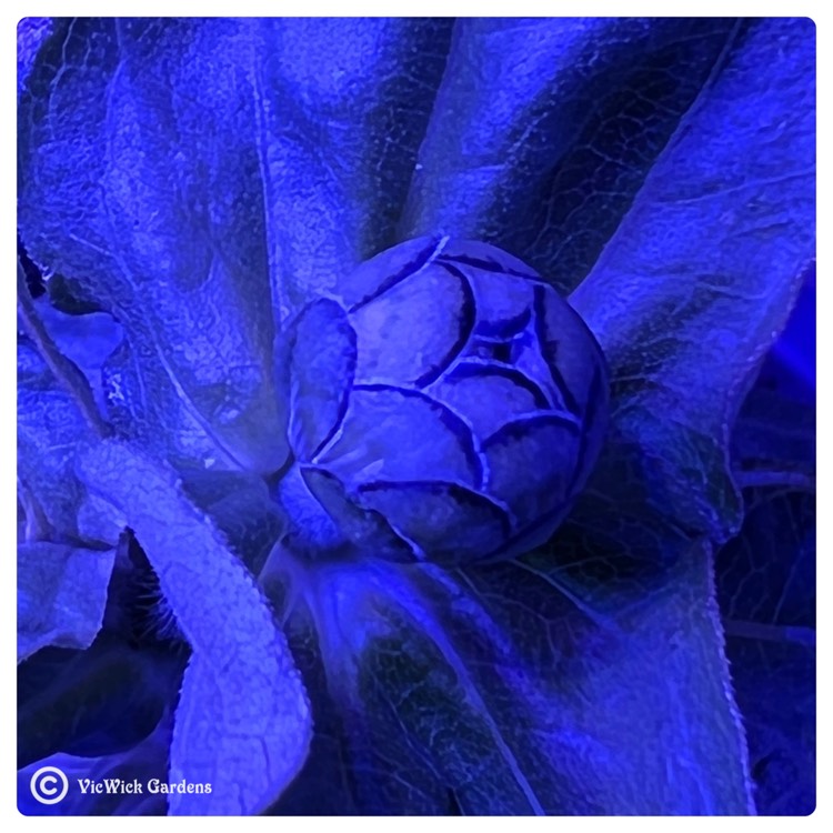 plant image 1566583