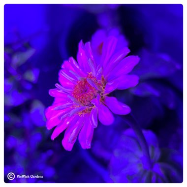 Zinnia elegans