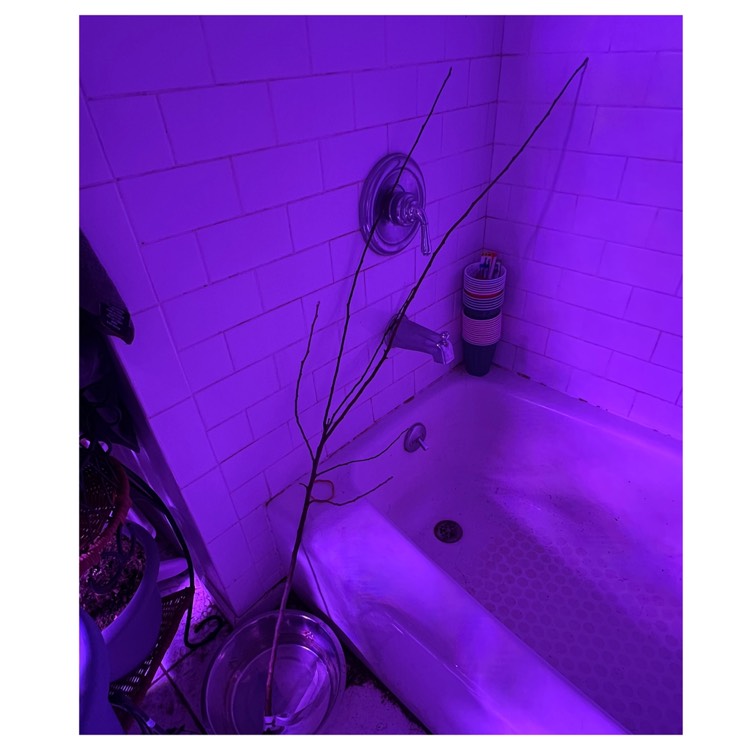 plant image 1572558