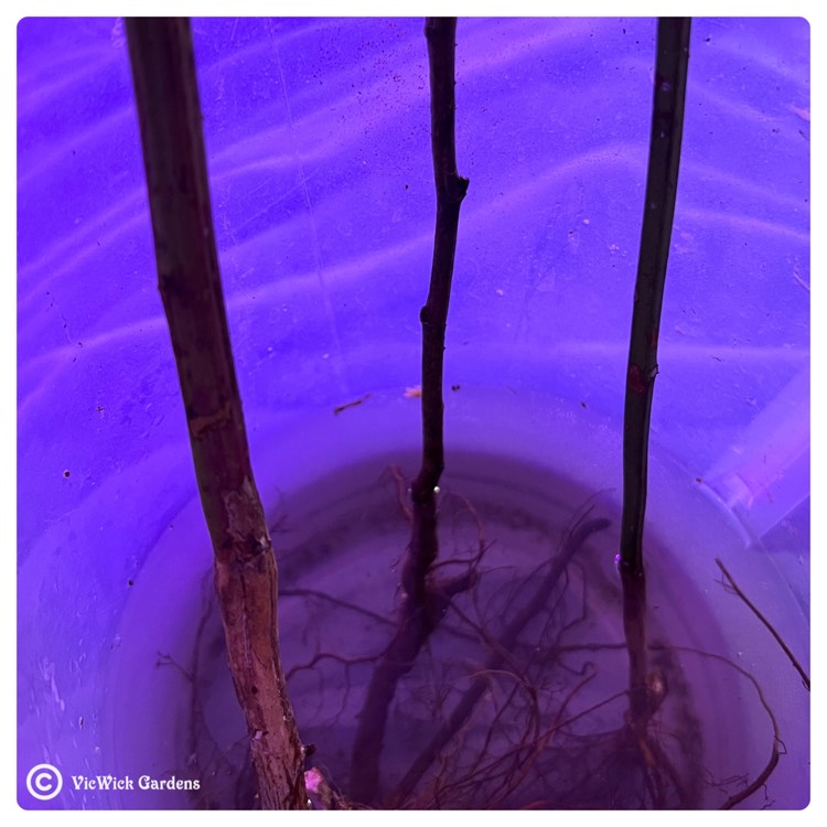 plant image 1574993
