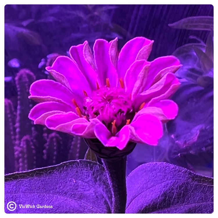plant image 1574995