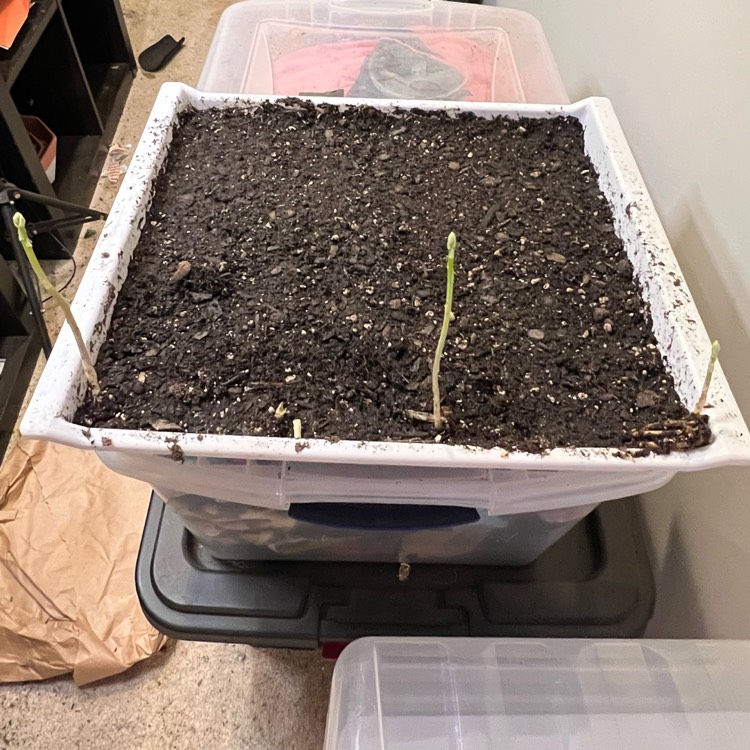 plant image 1577469