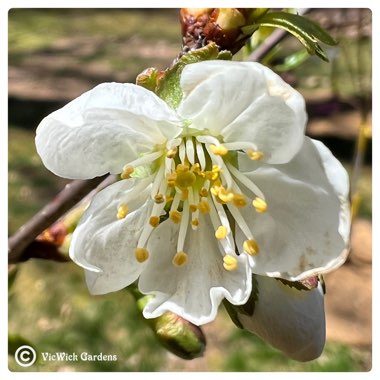 Prunus cerasus 'Montmorency'