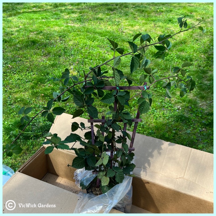 plant image 1585894