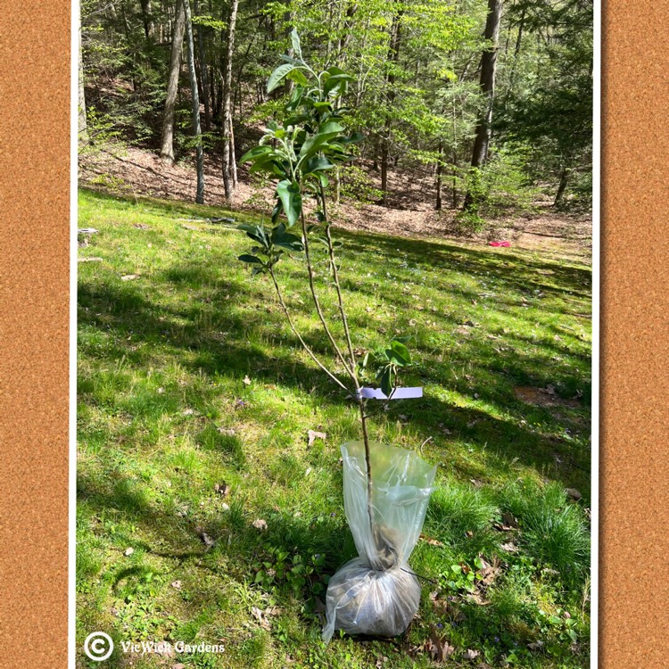 plant image 1585898