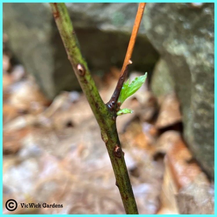 plant image 1588931